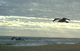 Möwe